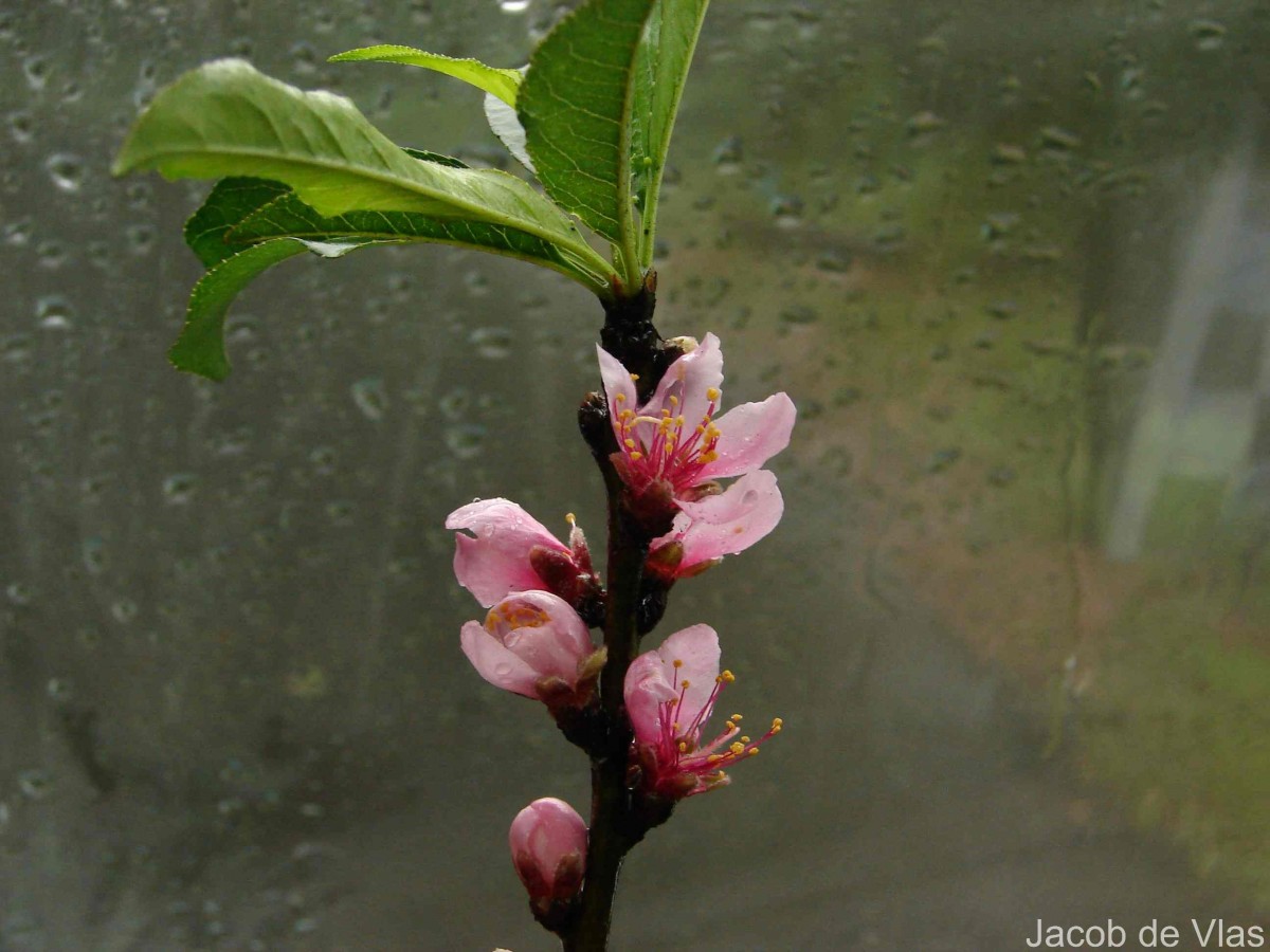 Prunus persica (L.) Batsch